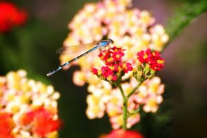blue, Dragonfly, On, A, Red, Flower