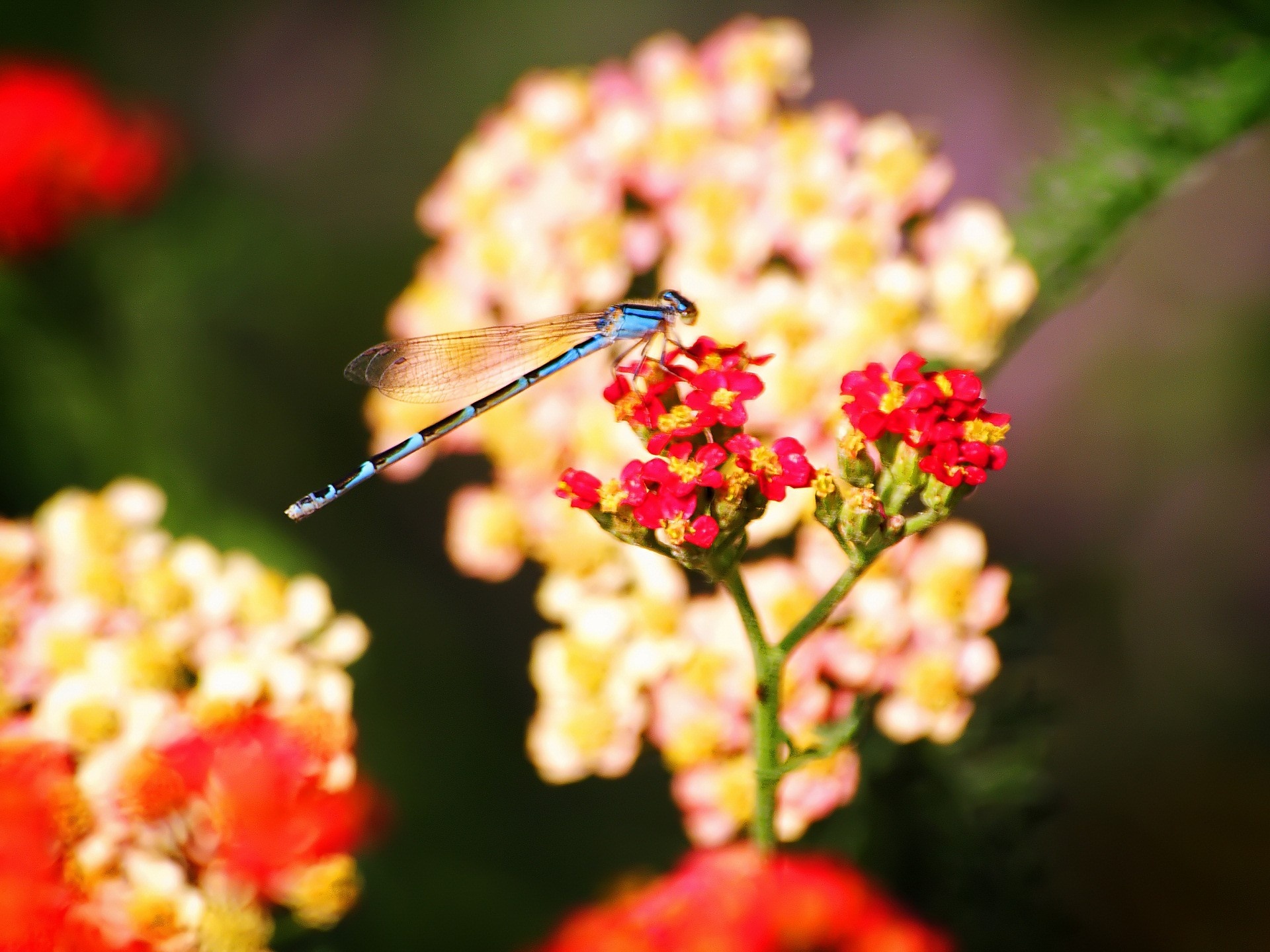 blue, Dragonfly, On, A, Red, Flower Wallpaper