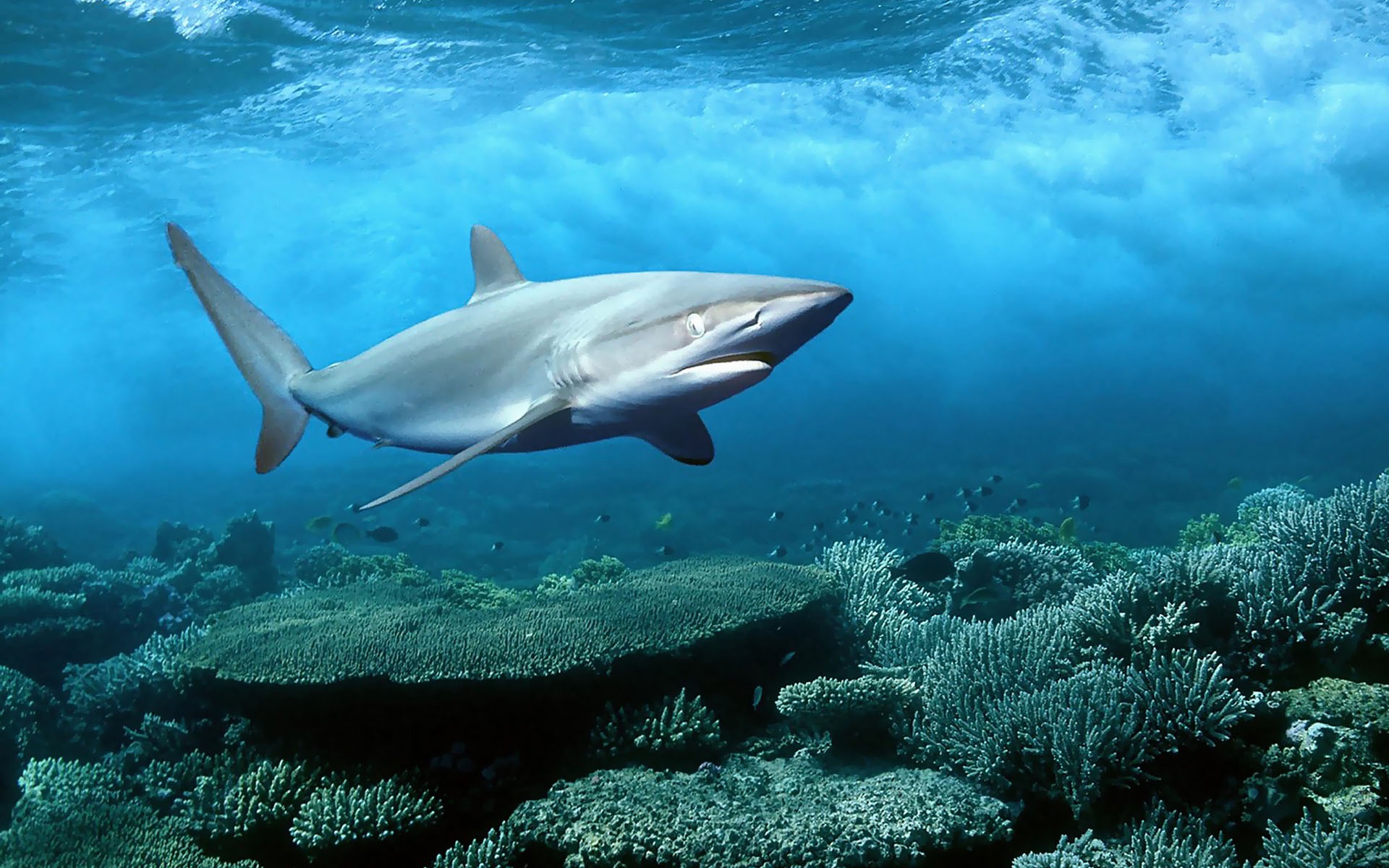 shark Wallpaper