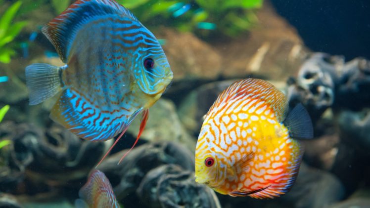 colorful, Fish HD Wallpaper Desktop Background