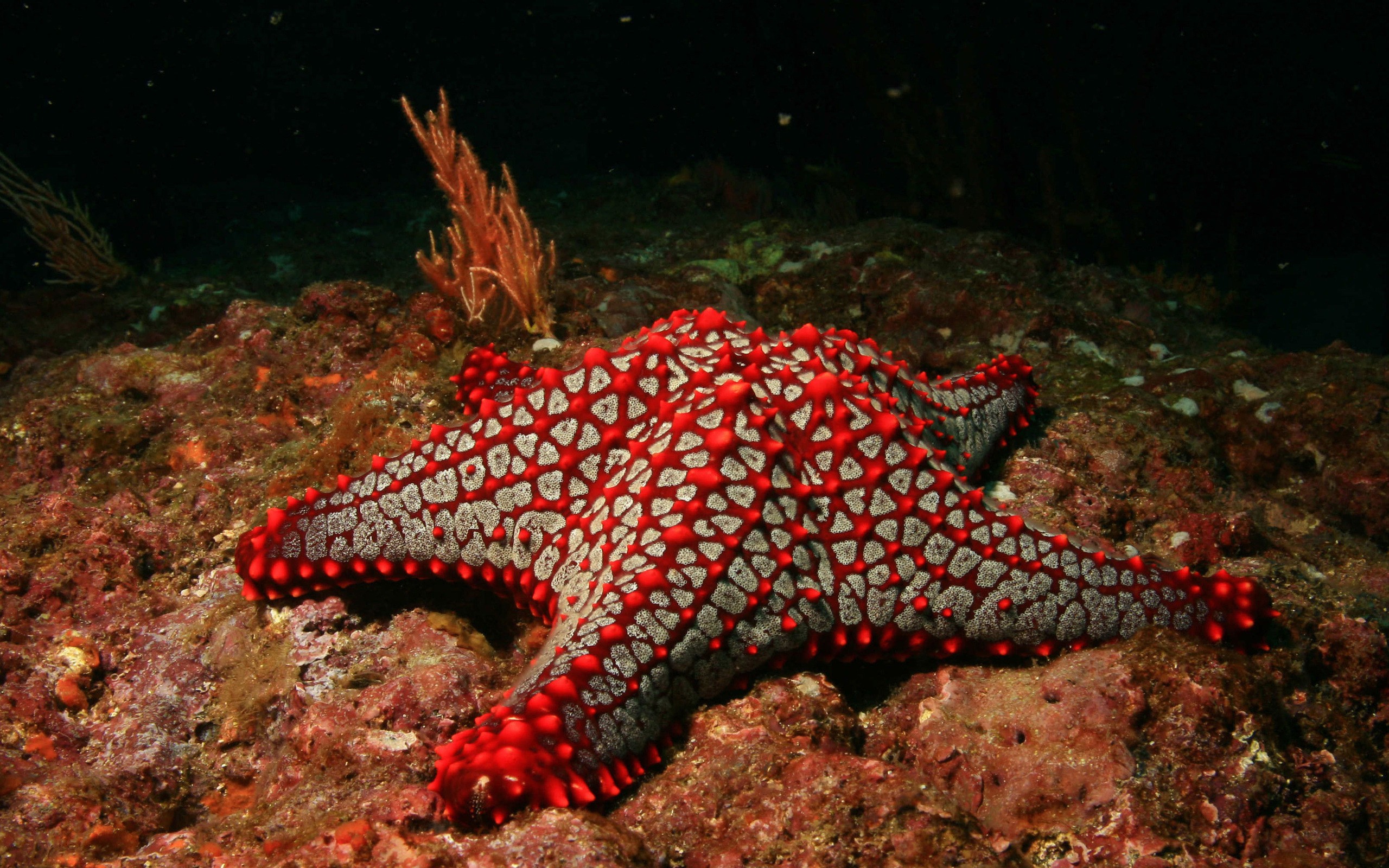 starfish, Hdr, Photography Wallpaper