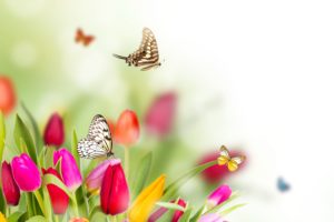 butterflies, Tulips, Animals, Flowers, Butterfly