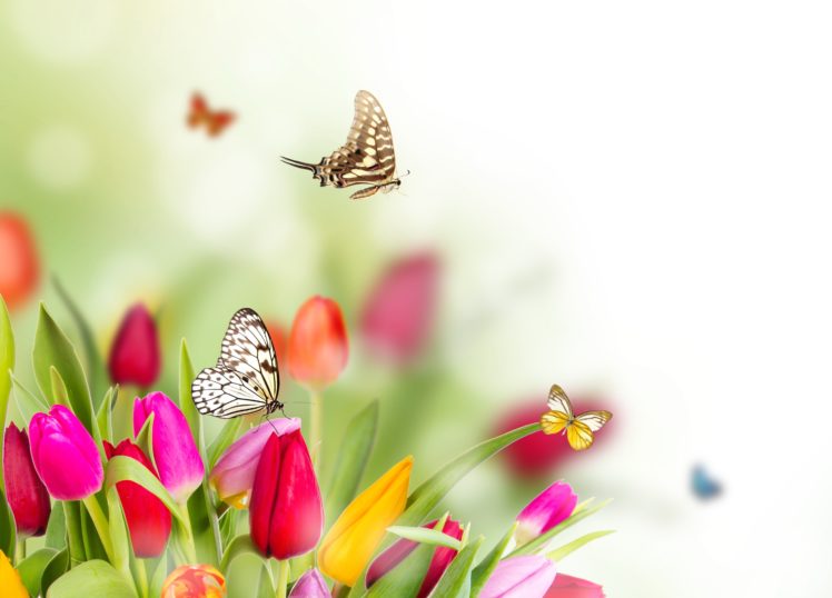 butterflies, Tulips, Animals, Flowers, Butterfly HD Wallpaper Desktop Background