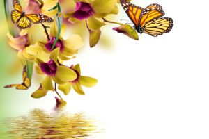 butterflies, Orchid, Painting, Art, Animals, Butterfly, Reflection