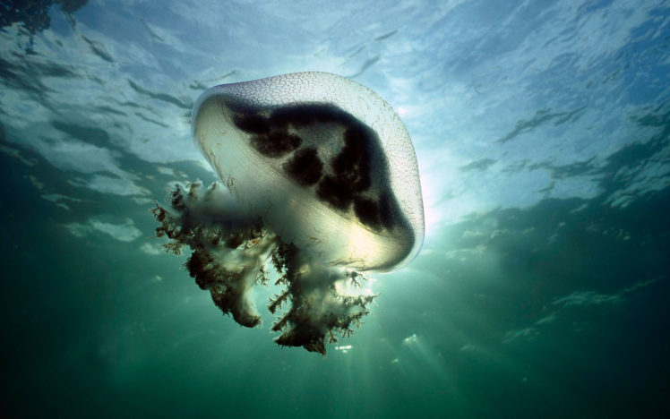 mauve, Stinger, Jellyfish, Australia HD Wallpaper Desktop Background