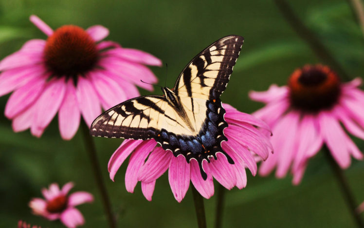 tiger, Swallowtail, Butterfly, Purple, Coneflower HD Wallpaper Desktop Background