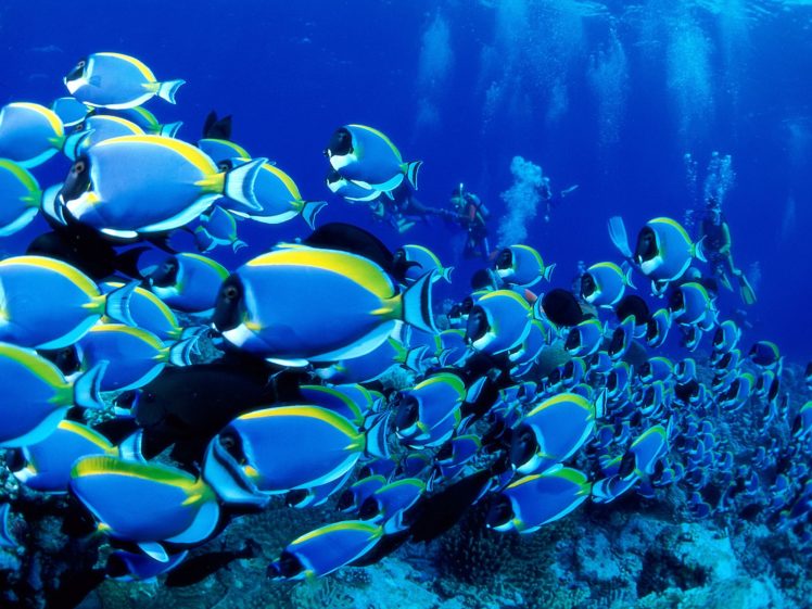 ocean, Underwater, Saltwater, Fish, Powder, Blue, Tang, Fish, Sea HD Wallpaper Desktop Background