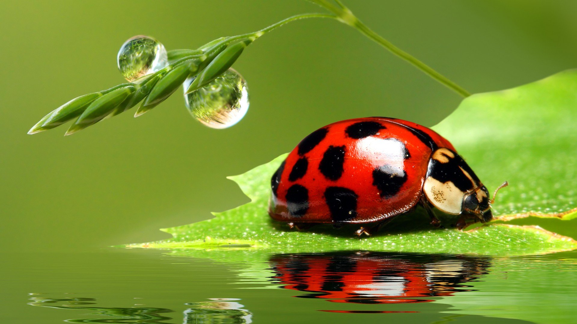 lady, Bug Wallpaper