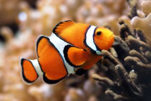 orange, Clownfish