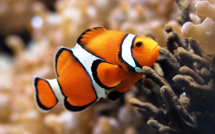 orange, Clownfish HD Wallpaper Desktop Background
