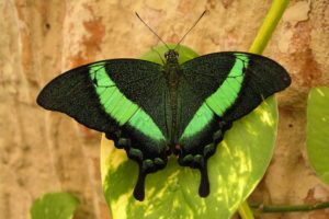 green, Swallowtail