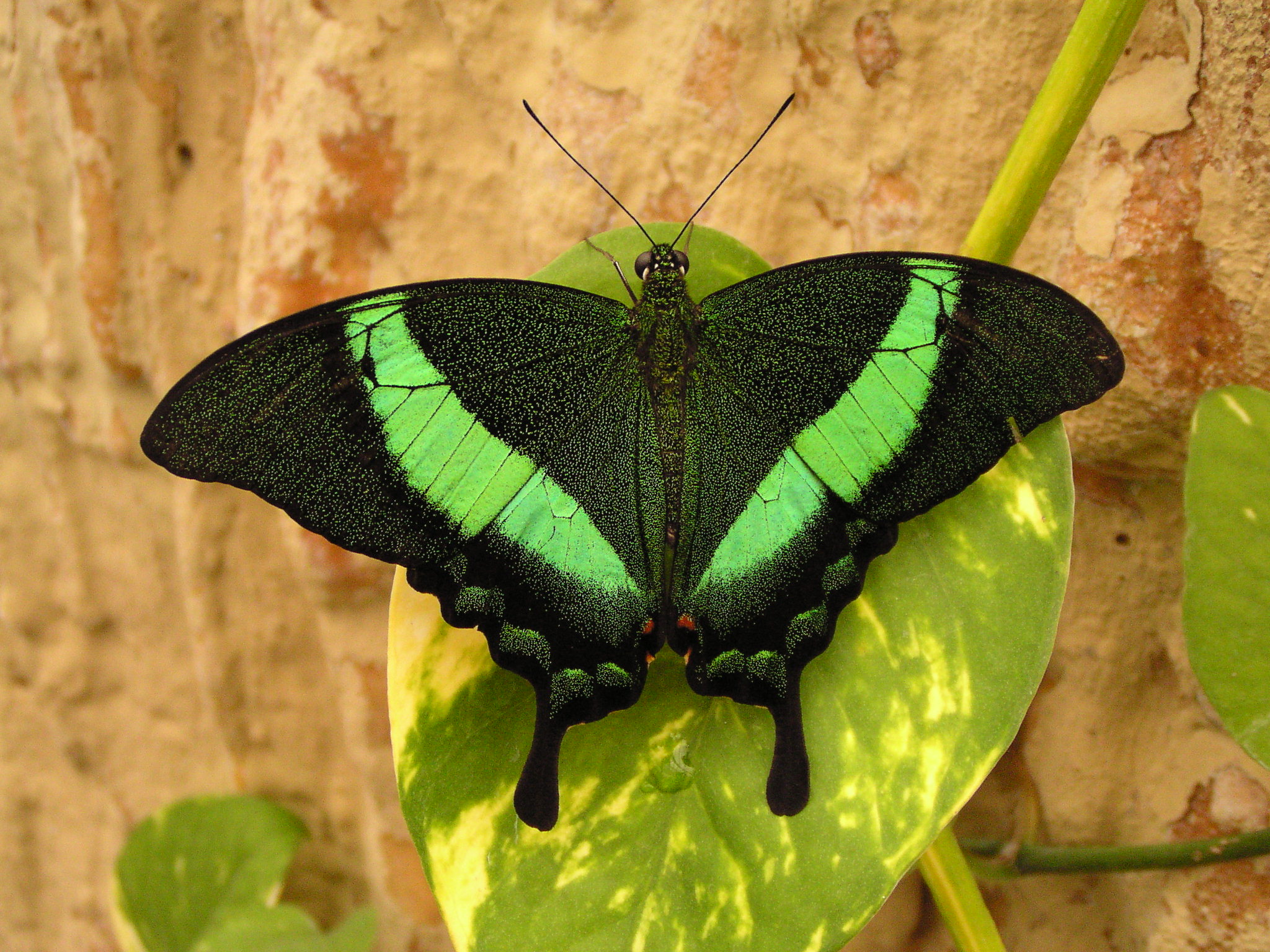 green, Swallowtail Wallpaper