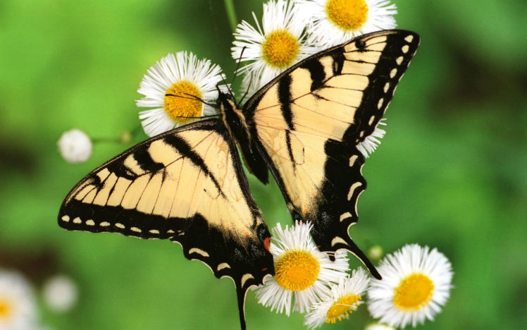 tiger, Swallowtail, Butterfly HD Wallpaper Desktop Background