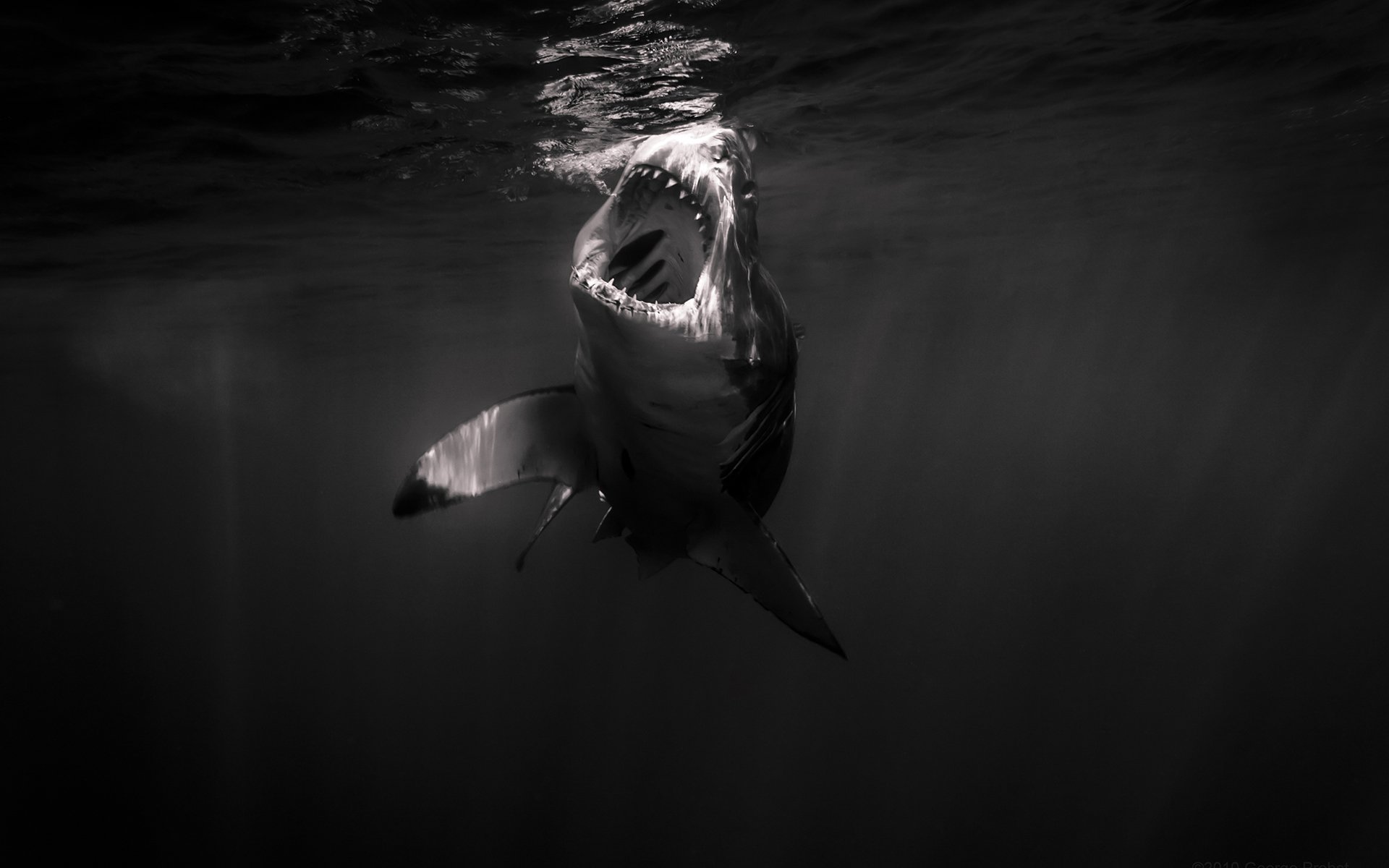 shark Wallpaper