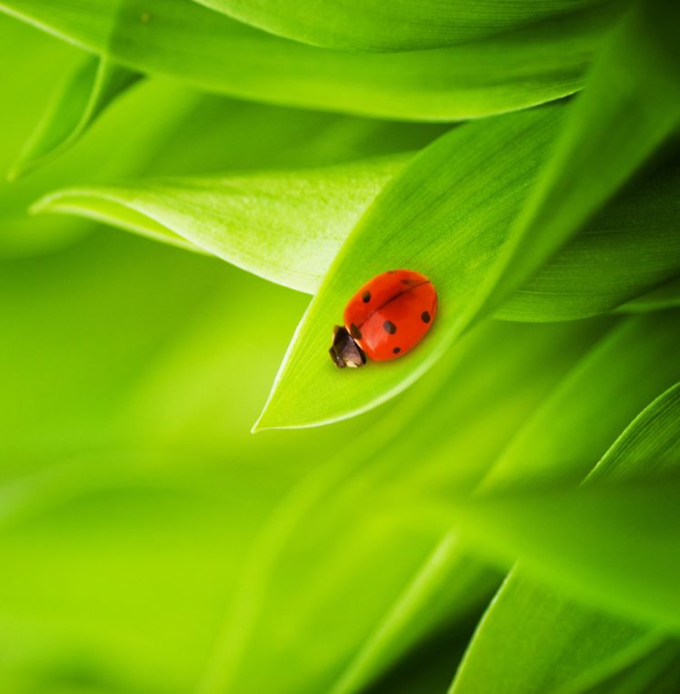 ladybug HD Wallpaper Desktop Background