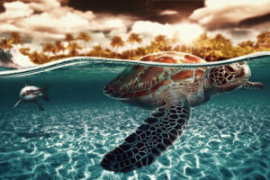 sea, Turtle