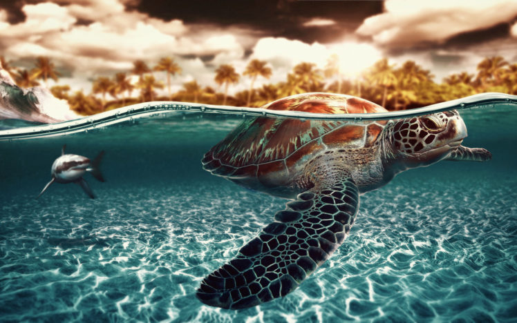 sea, Turtle HD Wallpaper Desktop Background