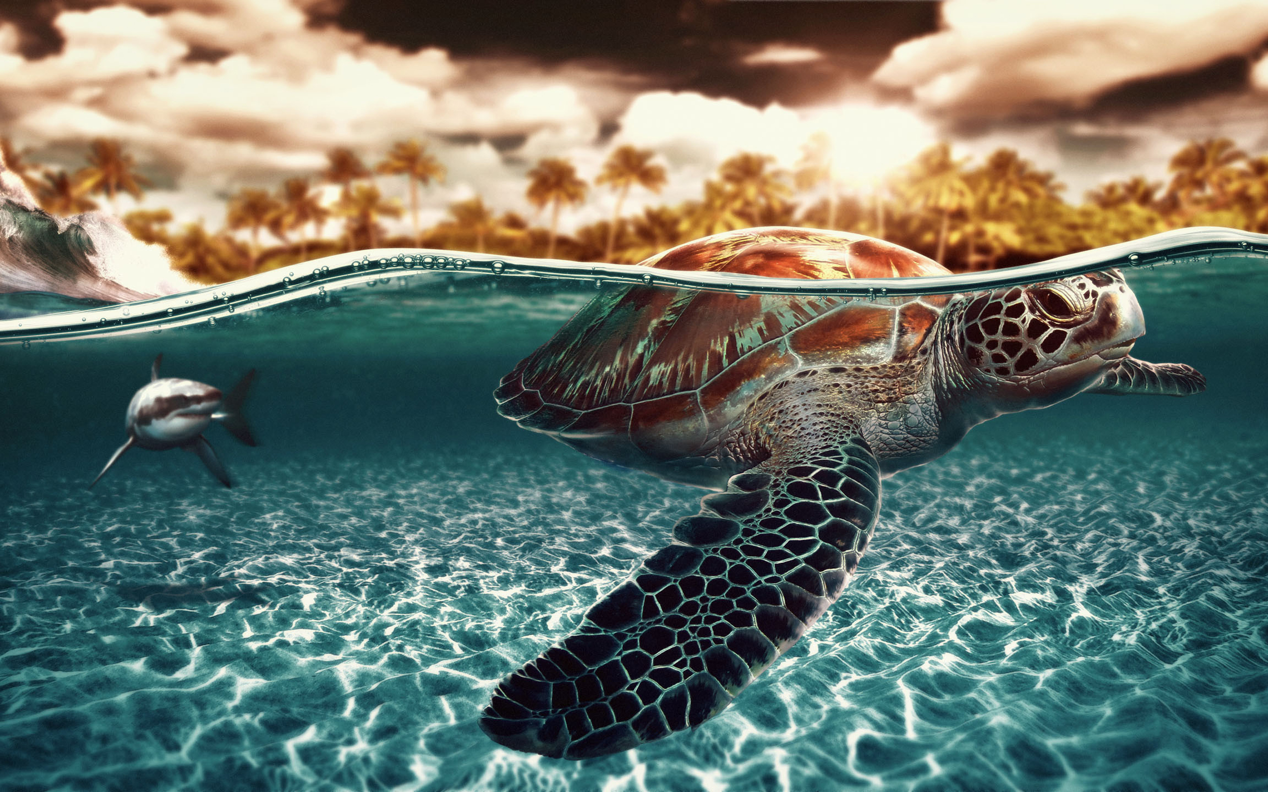 sea, Turtle Wallpaper