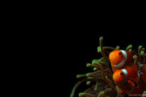 clownfish, Sea, Anemones