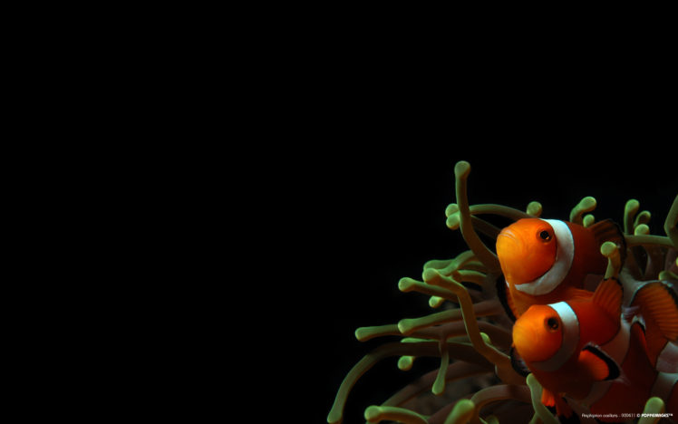 clownfish, Sea, Anemones HD Wallpaper Desktop Background