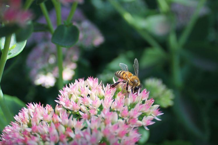 bee, Flowers, Sedum, Autumn, Sunlight, Insect, Macro HD Wallpaper Desktop Background