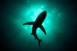 silhouettes, Sharks, Underwater