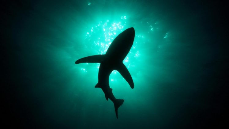silhouettes, Sharks, Underwater HD Wallpaper Desktop Background