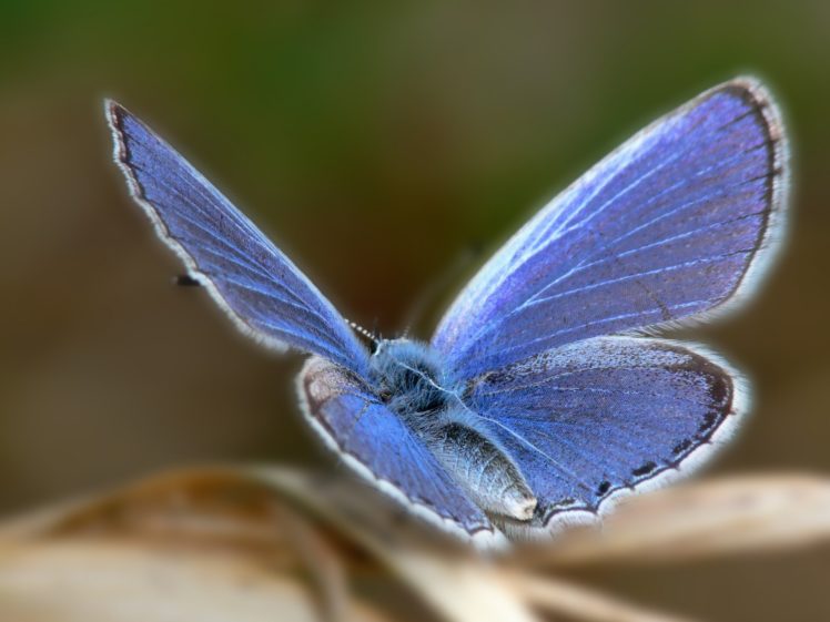 electric, Blue, Butterfly HD Wallpaper Desktop Background