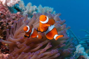 fish, Clownfish, Coral, Reef