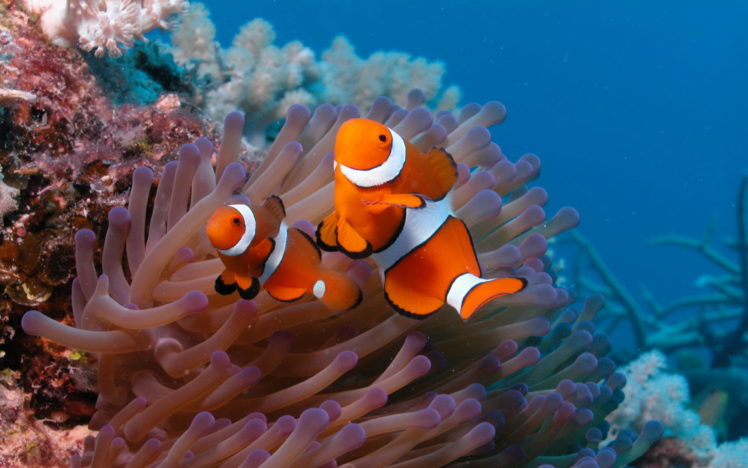 fish, Clownfish, Coral, Reef HD Wallpaper Desktop Background