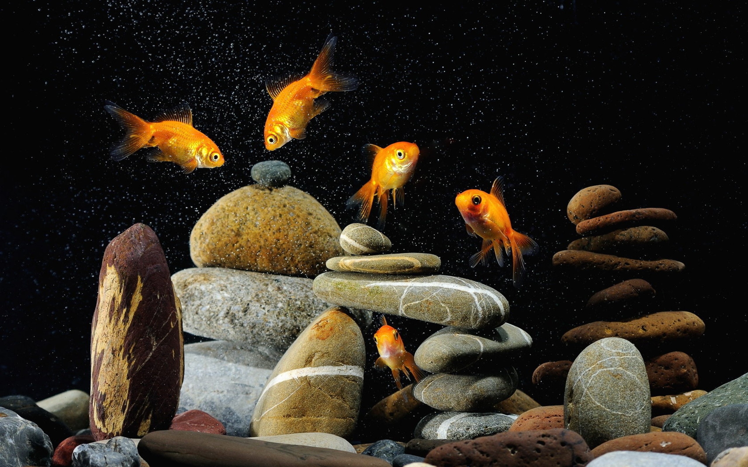 animals, Goldfish, Aquarium Wallpaper