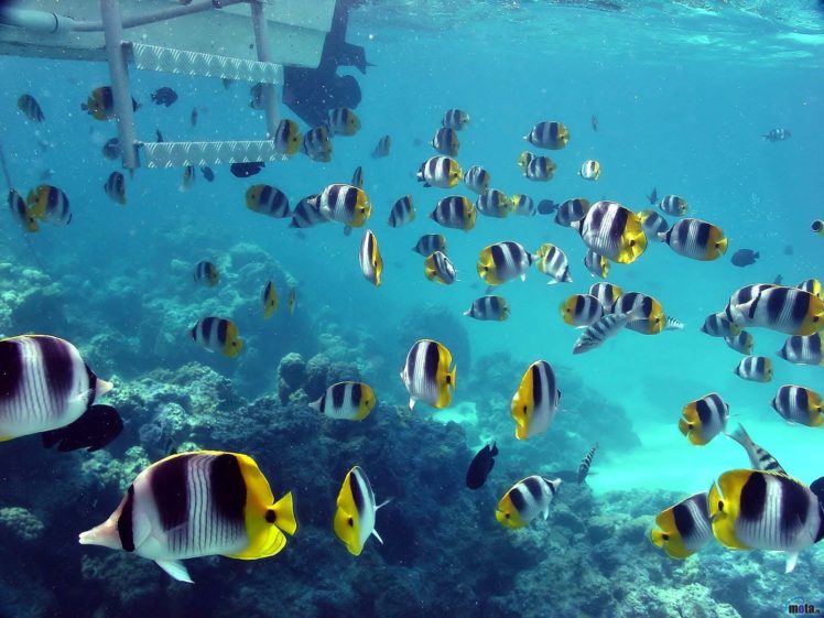 blue, Beach, Fish, Underwater, Sea HD Wallpaper Desktop Background