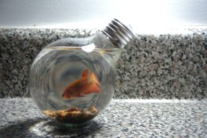 fish, Goldfish, Lamps, Light, Bulbs