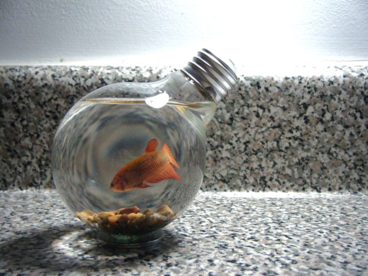fish, Goldfish, Lamps, Light, Bulbs HD Wallpaper Desktop Background