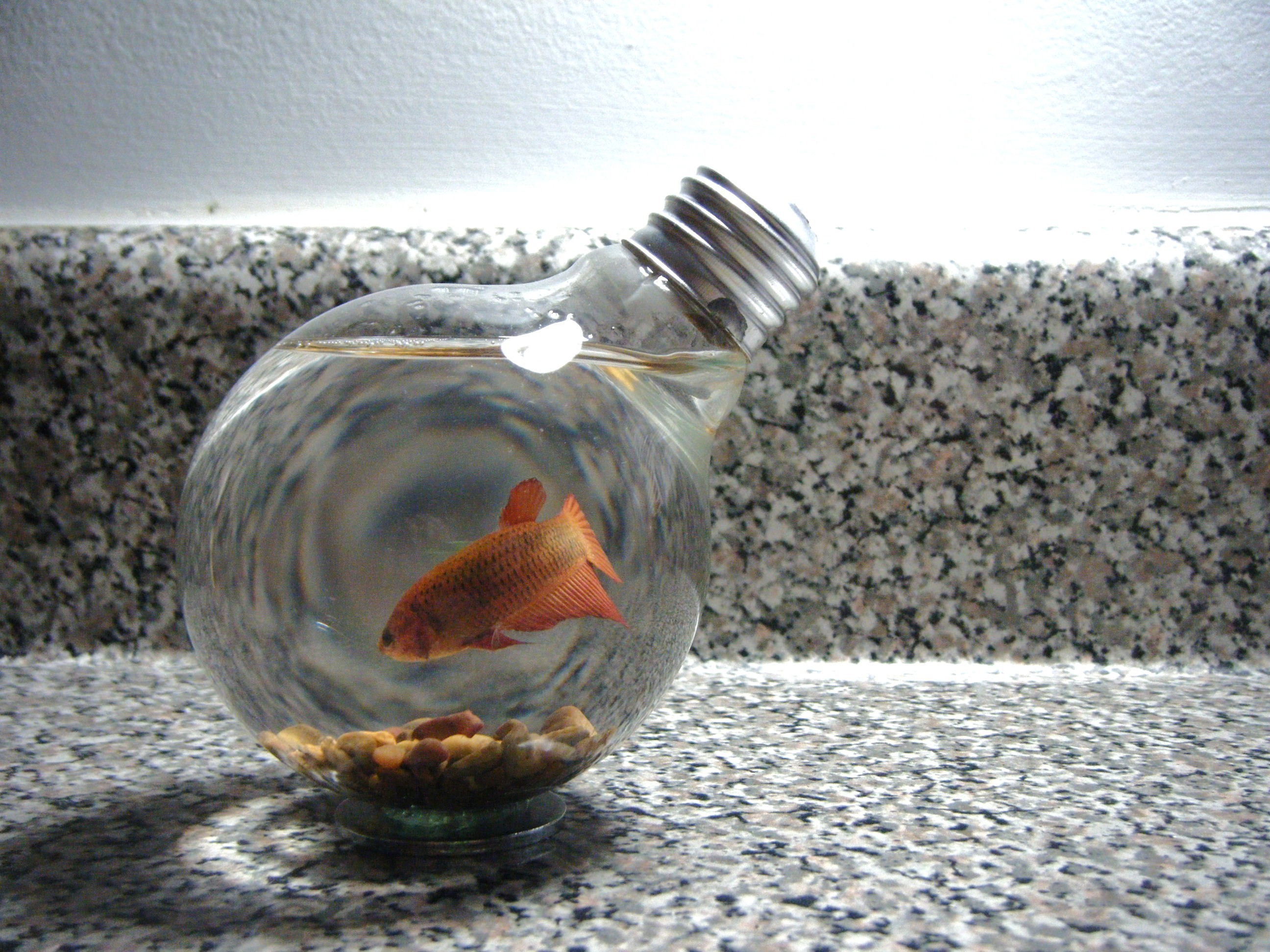 fish, Goldfish, Lamps, Light, Bulbs Wallpaper