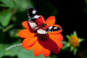 nature, Red, Insects, Butterflies