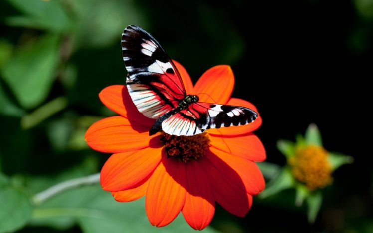 nature, Red, Insects, Butterflies HD Wallpaper Desktop Background