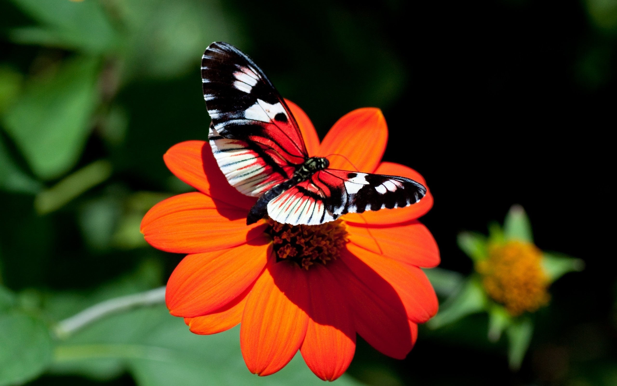 nature, Red, Insects, Butterflies Wallpaper
