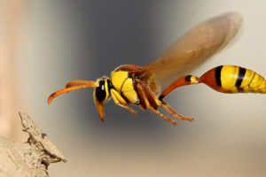 insects, Wasp