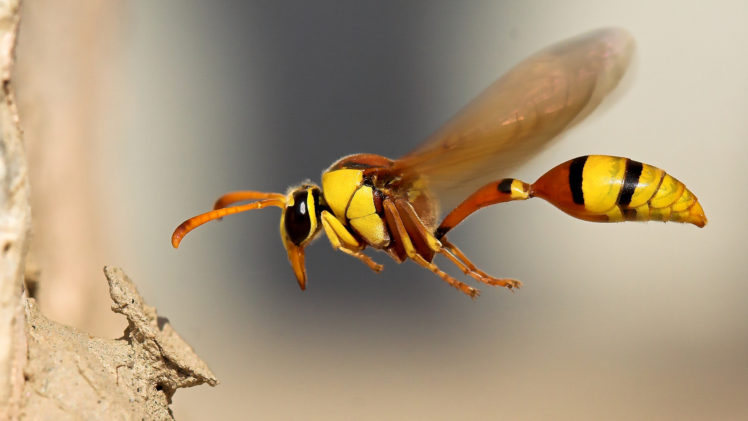 insects, Wasp HD Wallpaper Desktop Background