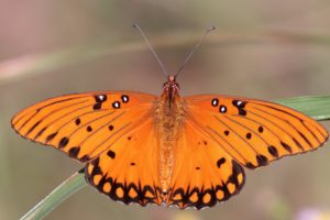 butterfly, Orange