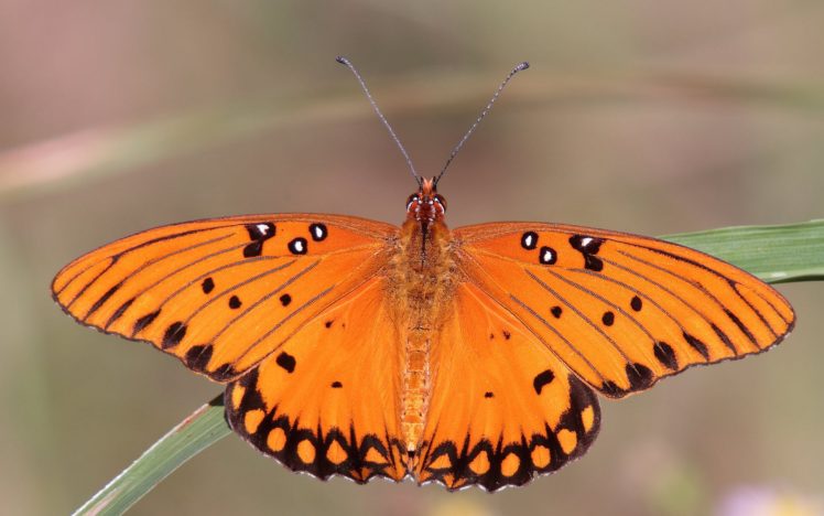 butterfly, Orange HD Wallpaper Desktop Background
