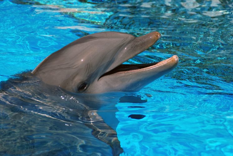 dolphins, Water, Animals, Dolphin HD Wallpaper Desktop Background