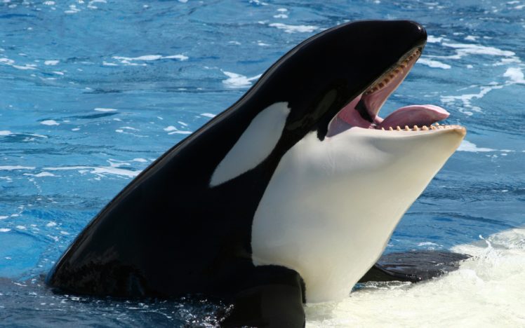 orca, Animals, Whale, Dolphin HD Wallpaper Desktop Background