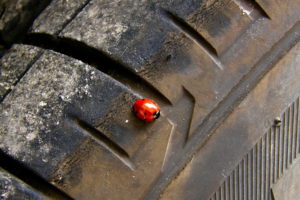 tires, Ladybirds