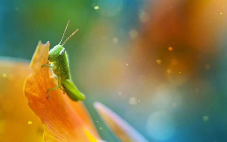 nature, Multicolor, Macro, Grasshopper HD Wallpaper Desktop Background
