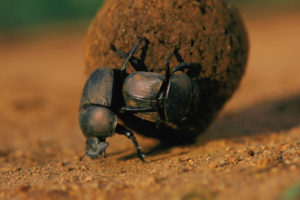animals, Insects, Dung, Beetle, Beetles