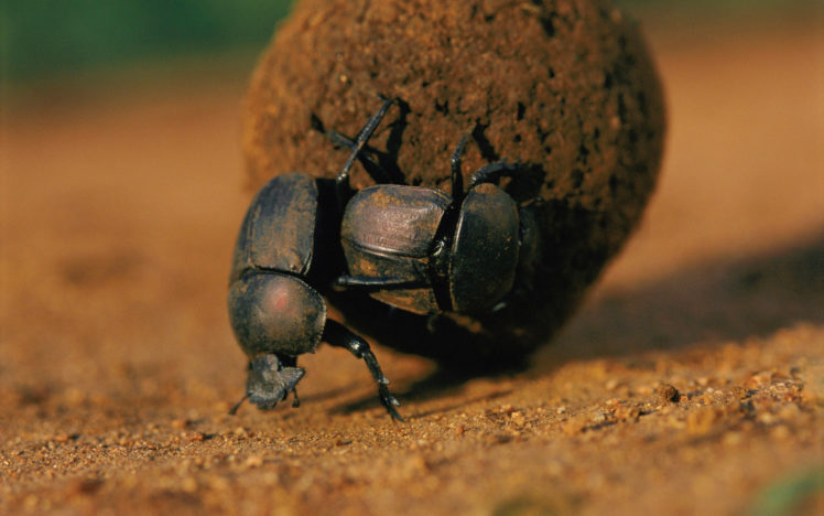 animals, Insects, Dung, Beetle, Beetles HD Wallpaper Desktop Background