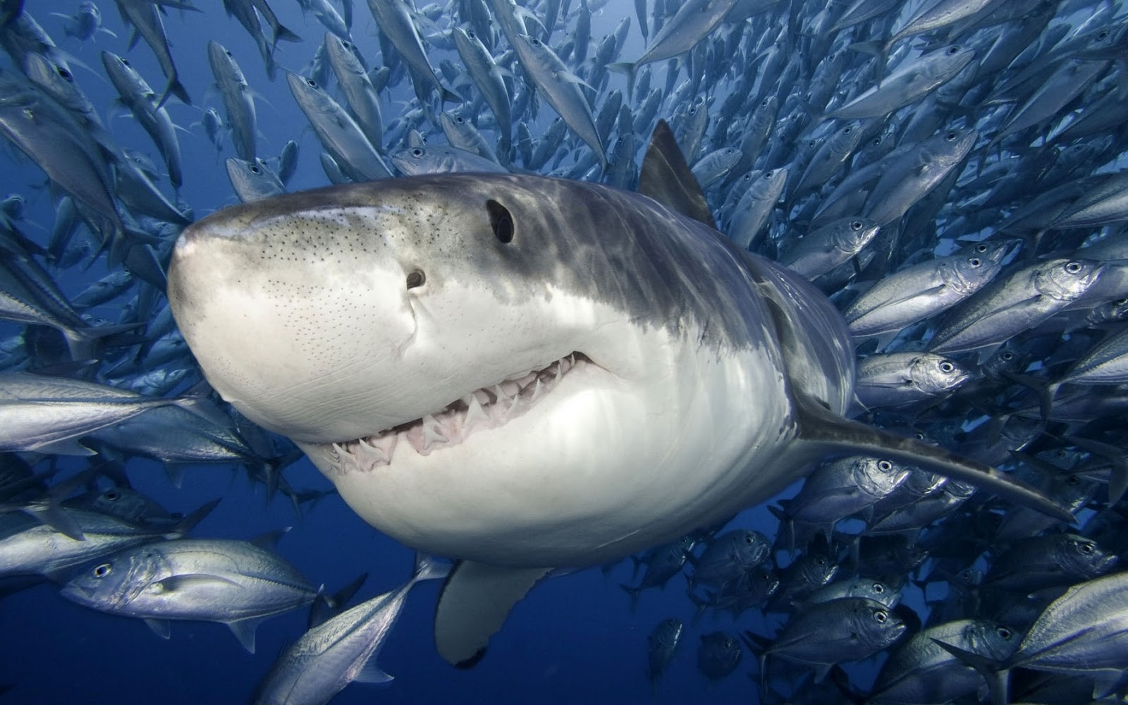 sharks Wallpaper