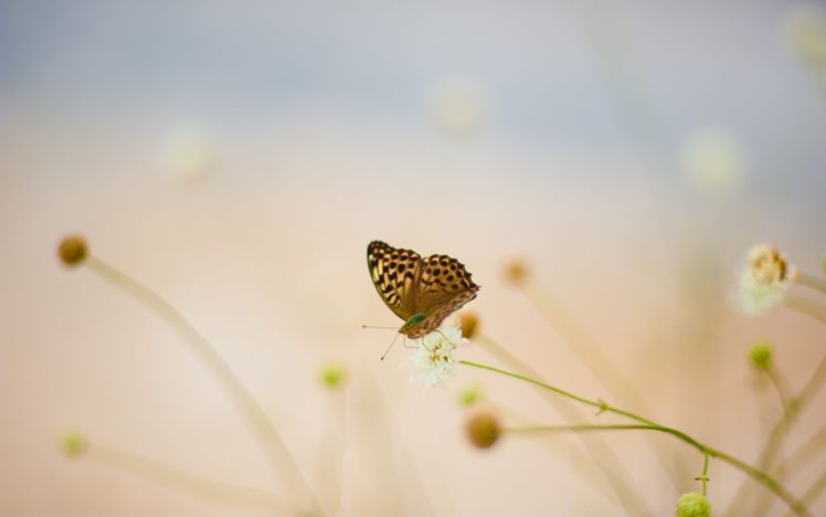 grass, Macro, Butterflies HD Wallpaper Desktop Background